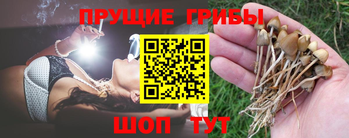 Галлюциногенные грибы Psilocybine cubensis Вологда